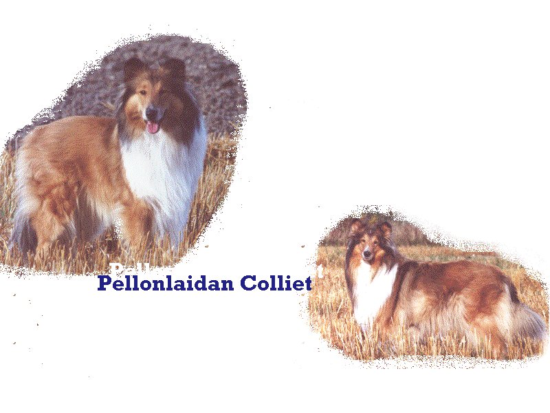 PELLONLAIDAN.jpg (90643 bytes)